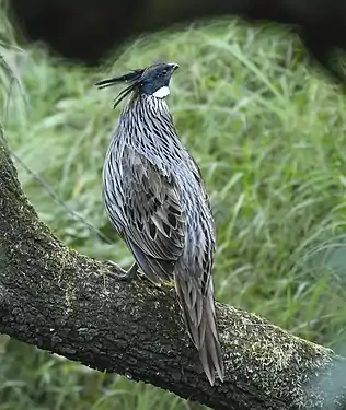 Pucrasia macrolopha macrolopha Male at Manila, Uttarakhand