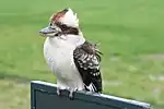 Kookaburra