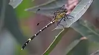 Side view of female