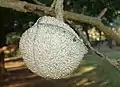 T. elegans (toad tree) : undehisced fruit