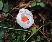 Stigma seen in centre of opening flower