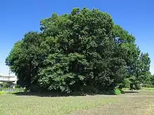 Miyazuka Kofun