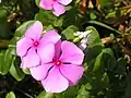 Rosy periwinkle (Catharanthus roseus; kumintang in Visayan)