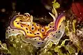 Hypselodoris tryoni in Wakatobi National Park, 2018