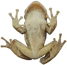 Frog from below