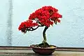 Kurume azalea bonsai, U.S. National Arboretum