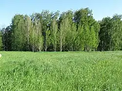 Landscape in Kytmanovsky District