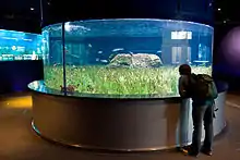 Mediterranean seagrass aquarium