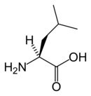 Chemical structure of Leucine