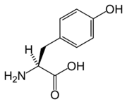 L-Tyrosine(Tyr / Y)