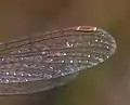 Wing showing pale brown pterostigma edged with white