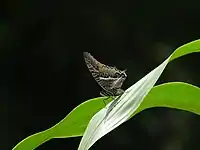 C. epijasius in Pendjari Reserve, NW Benin by Farid Amadou Bahleman