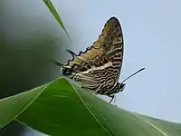 C. epijasius in Pendjari Reserve, NW Benin by Farid Amadou Bahleman