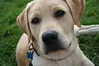 Yellow Labrador with black skin colour