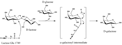 Proposed mechanism of lactose hydrolysis by Lactase enzyme