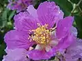 Flower close-up in Ranchi, Jharkhand, India