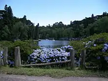 Hydrangeas near the Black Lake of Gramado, southern Brazil