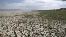 dried cracked mud with sparse metre-high green plants