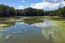 A waterbody with streaks of green algal growth reflecting some of the clouds in the sky above. On a distant shore there are trees