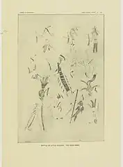 Red Horse Ledger art of Lakota Killed at Little Bighorn. Published as Plate XLIV