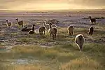 Llamas in the desert