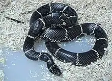 Eastern king snake