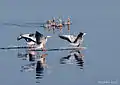 Bar-headed geese near Hetampur, West Bengal, India