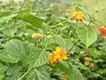 Lantana camara