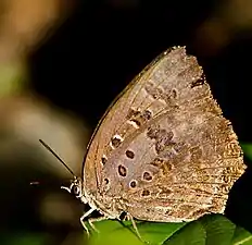 Ventral view