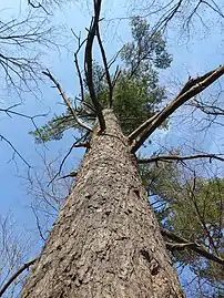 Large white pine in Southern Ontario, Canada