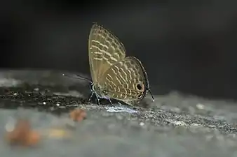 Ventral view