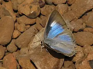 Dorsal view