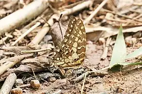 Mature, undersideBobiri Forest, Ghana