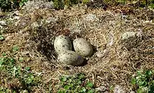 Great black-backed gull (Larus marinus), small clutch