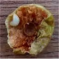 Cherry oak gall cut open to reveal wasp larva