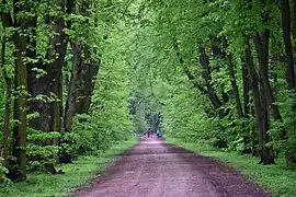 Młociny Forest