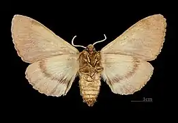 Female underside