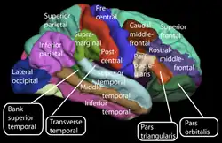 Lateral surface of the human cerebral cortex