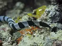 A photo of the tail of L. colubrina, showing its paddle-like tail