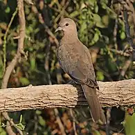 S. s cambayensis  in  Rajasthan, India