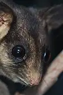 Leadbeater's possum