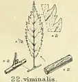 Leaf-drawing of Elwes & Henry's 'type' tree (1913)