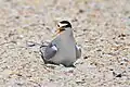 This least tern is on the nest. There are two eggs which can be seen if one looks closely.