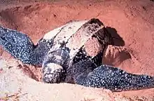 Dermochelys coriacea