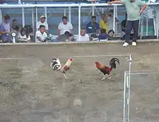 Confronting  gamefowls for "sabong" (fighting)