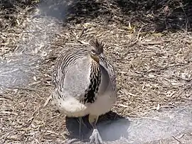 Malleefowl standing on leaf litter