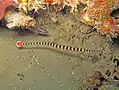 Banded pipefish