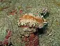 Glossodoris cincta at Lembeh Bali, 2011