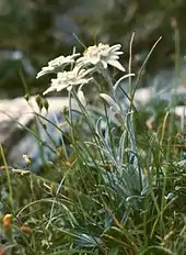 Image 18Edelweiss (Leontopodium alpinum) (from Alps)