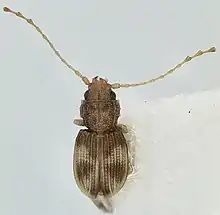 Lepidophloeus exquisitus.